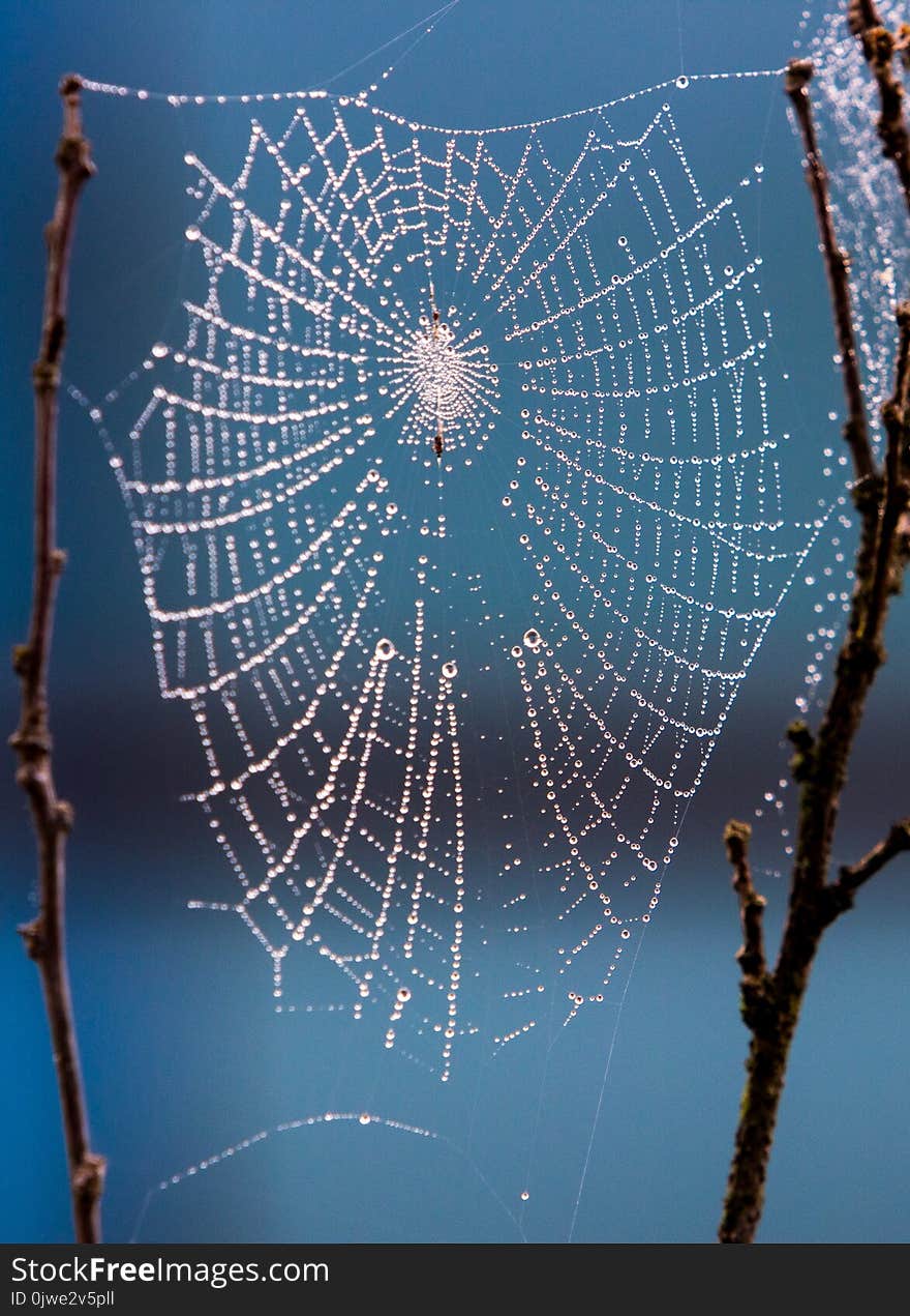 Spider Web, Water, Sky, Atmosphere Of Earth