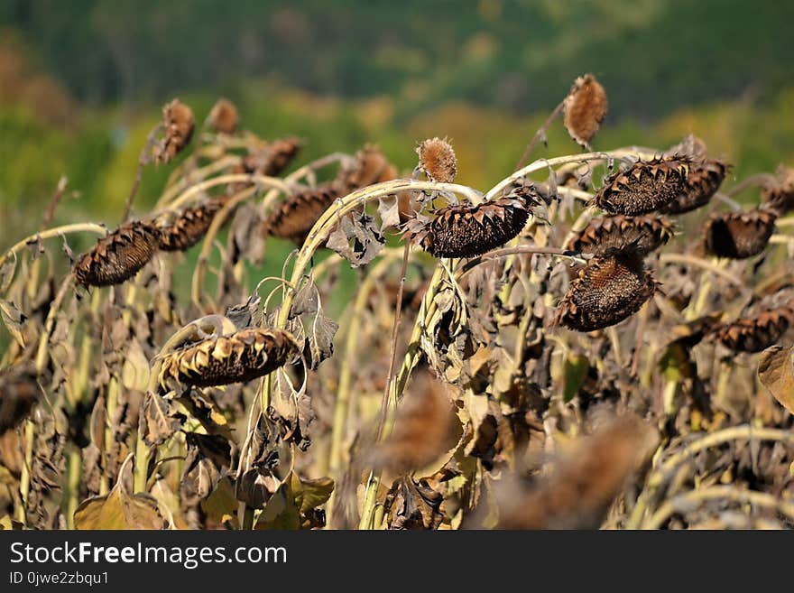 Flora, Wildlife, Terrestrial Animal, Grass