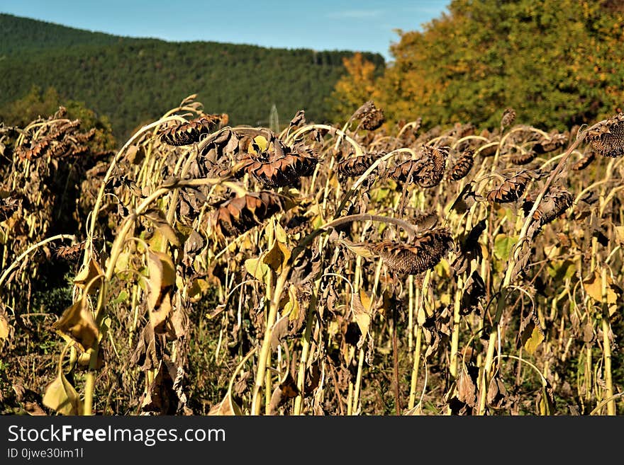 Vegetation, Nature Reserve, Grass, Grass Family