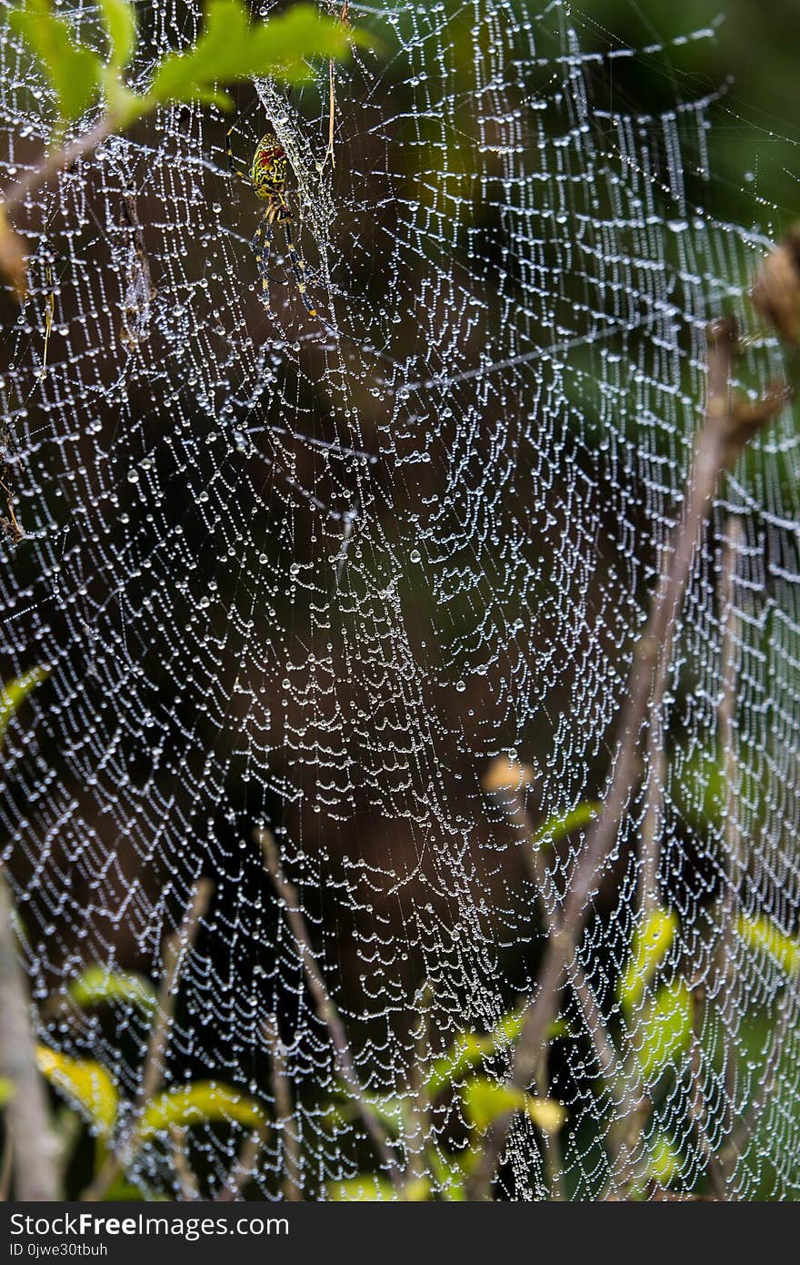 Spider Web, Water, Leaf, Invertebrate