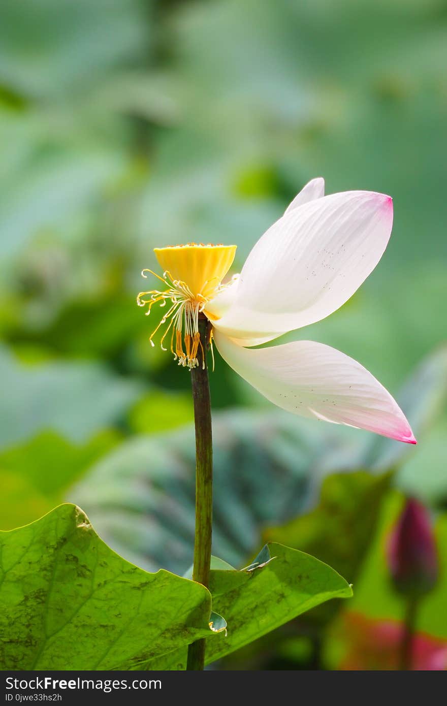 Flower, Flora, Yellow, Wildflower