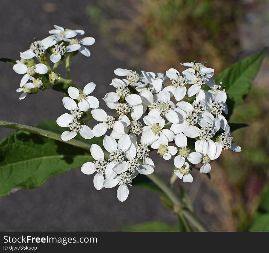 Cow Parsley, Flower, Plant, Anthriscus