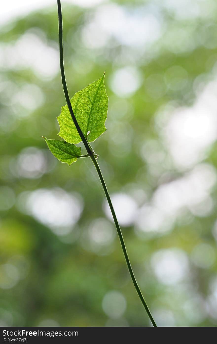 Leaf, Branch, Water, Close Up