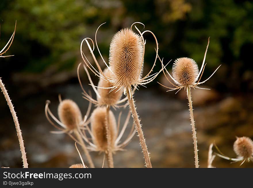 Flora, Close Up, Plant, Flower