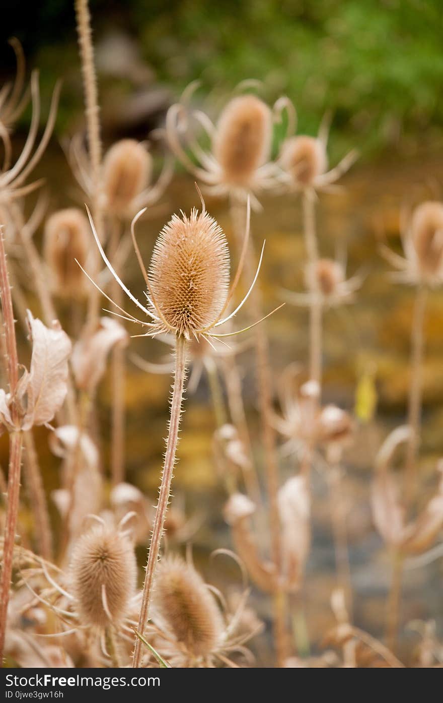 Flora, Close Up, Flower, Spring