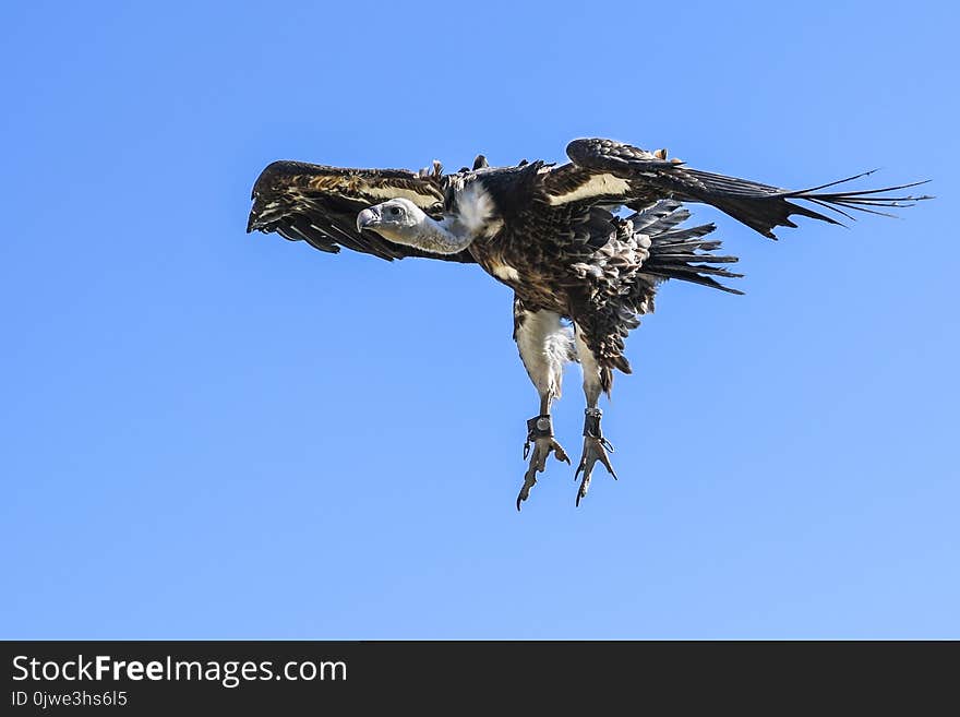 Fauna, Bird Of Prey, Accipitriformes, Eagle