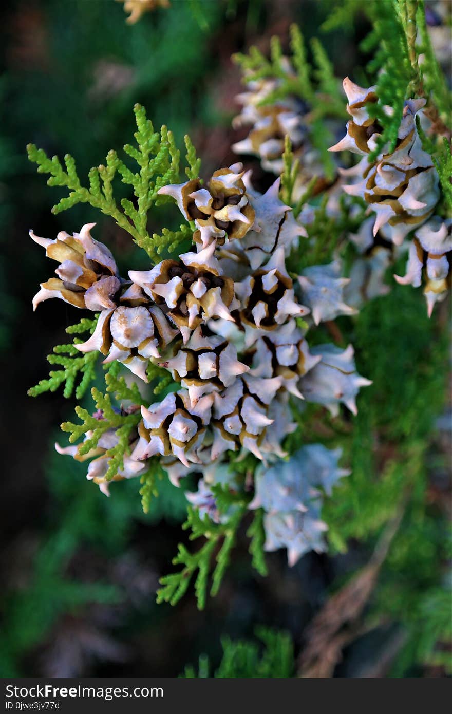 Flora, Plant, Tree, Pine Family