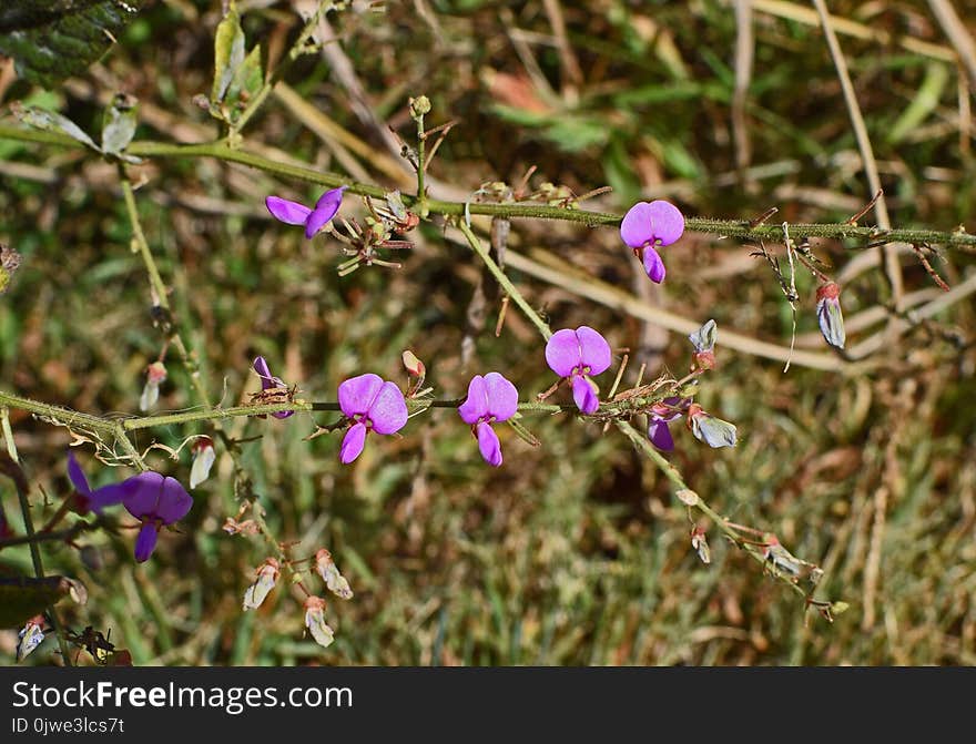 Plant, Flora, Flower, Flowering Plant