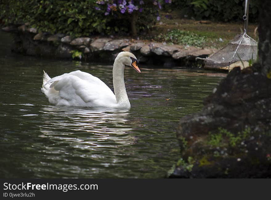 Bird, Swan, Waterway, Water Bird