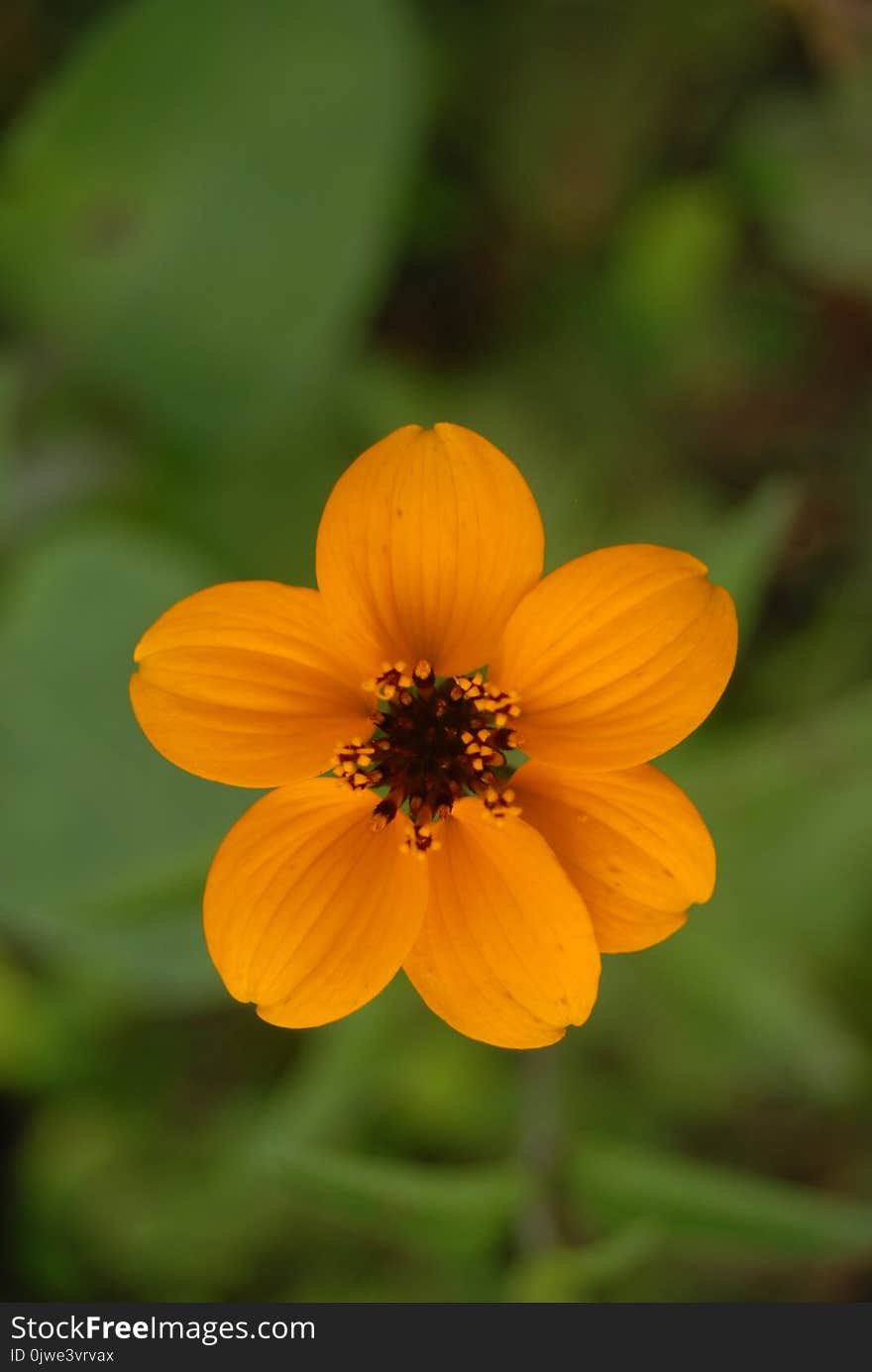 Flower, Yellow, Flora, Wildflower