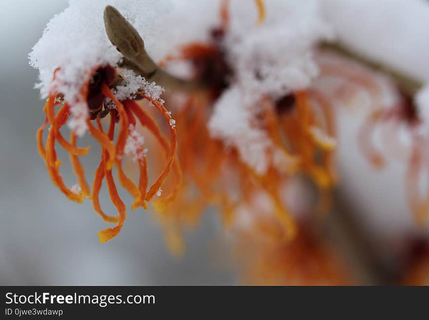 Close Up, Macro Photography, Freezing, Winter