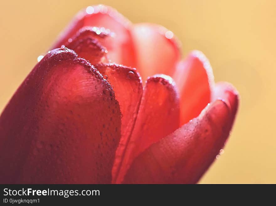 Macro shot of water drops on a tulip flower.