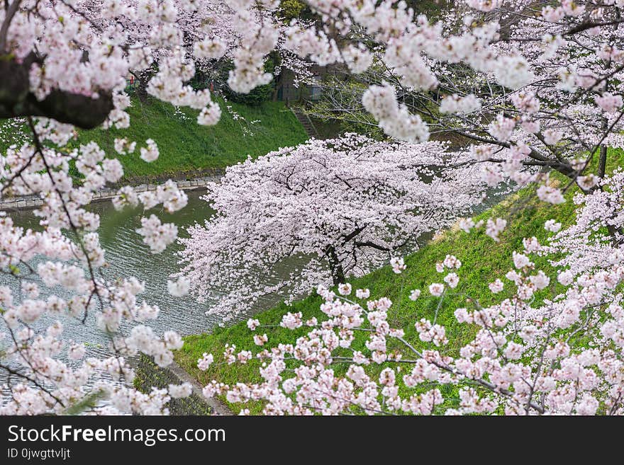 Cherry Blossom Sakura in Chidorigafuchi park, Tokyo, Japan