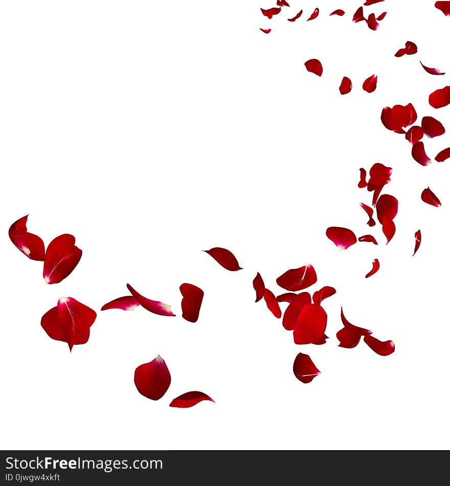 The Petals Of A Dark Red Rose Fly Far Into The Distance