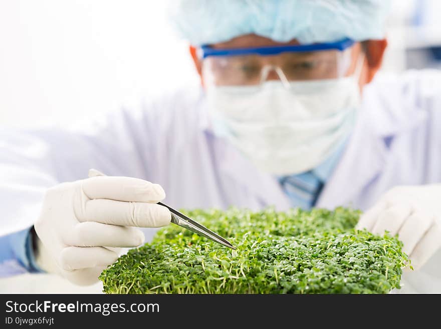 Close-up shot of concentrated biotechnologist taking sample of fresh herbs for analysis while carrying out quality control. Close-up shot of concentrated biotechnologist taking sample of fresh herbs for analysis while carrying out quality control