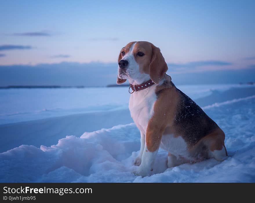 Beagle dog on a walk at sunset in a snowy field. Beagle dog on a walk at sunset in a snowy field