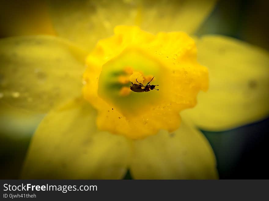 Macro image of a small insect seen gathering nectar from a Daffodil trumpet.