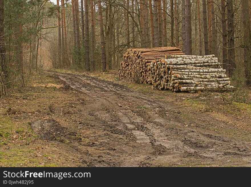 Forest road - early spring.