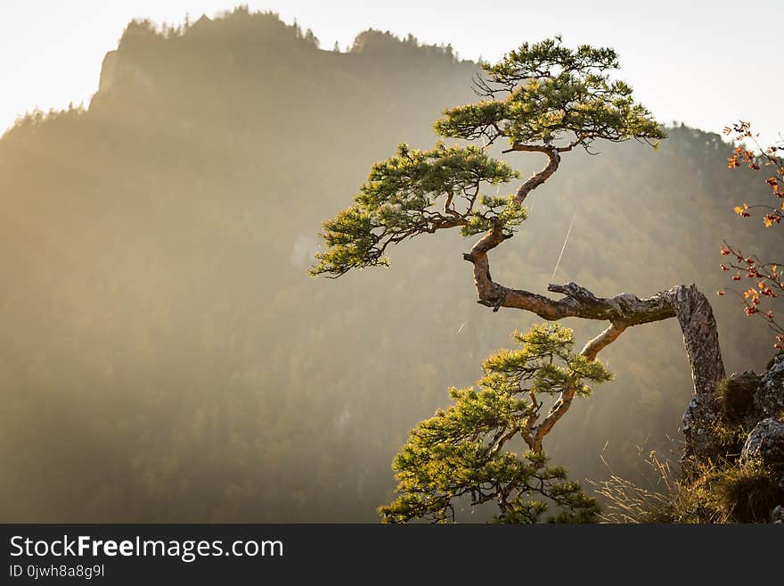 Sokolica, most famous tree in Pieniny Mountains, Poland.