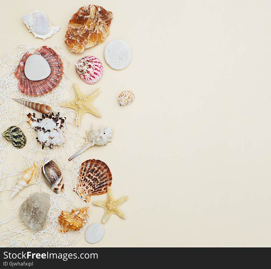 Sea Shells Frame on Neutral Ivory Backgroundwith Copy space for Text. Nautical and Marinne Concept. Square Image.