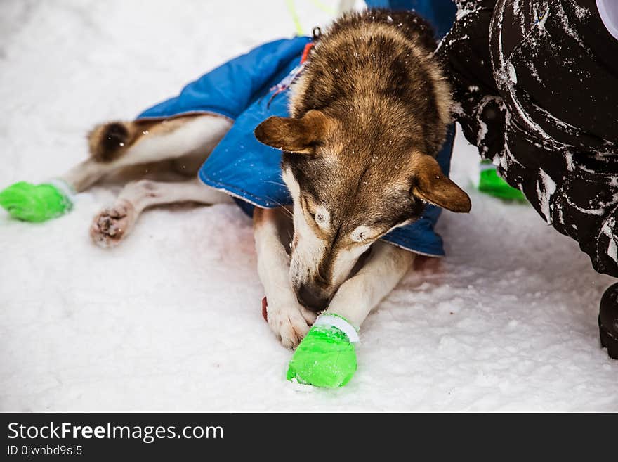 Beautiful alaska husky dogs at the finish line of a sled dog race. Beautiful portrait of a man`s best friend.