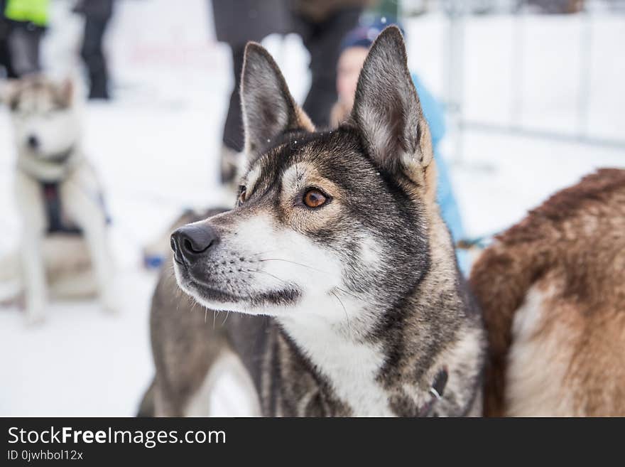 Beautiful alaska husky dogs at the finish line of a sled dog race. Beautiful portrait of a man`s best friend.