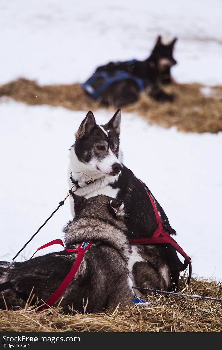 Beautiful alaska husky dogs resting during a sled dog race.