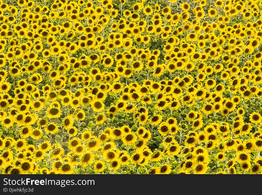 Field of yellow sunflowers