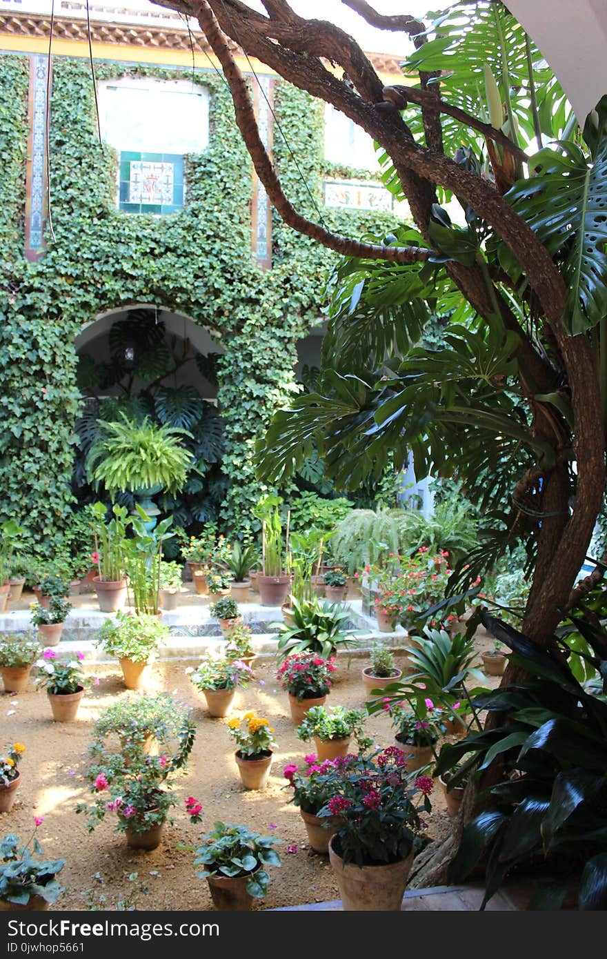 Patio at a Seville house in the historical center of the city, Spain. Flowerpots and Flowers on a white walll, Sevilla or many other old Andalusian towns. Andalucia Spain. Patio at a Seville house in the historical center of the city, Spain. Flowerpots and Flowers on a white walll, Sevilla or many other old Andalusian towns. Andalucia Spain.