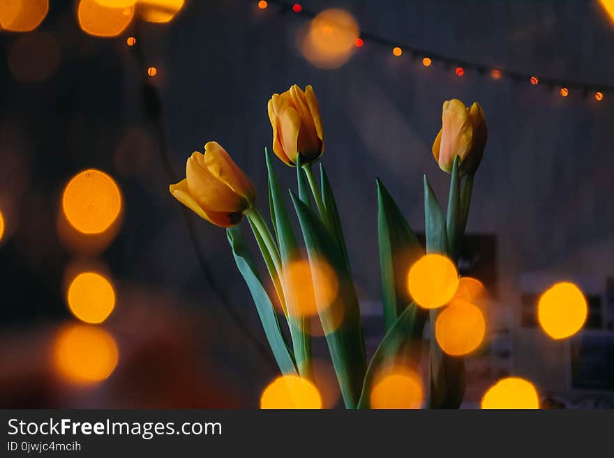 Orange Tulips With Bokeh Lights