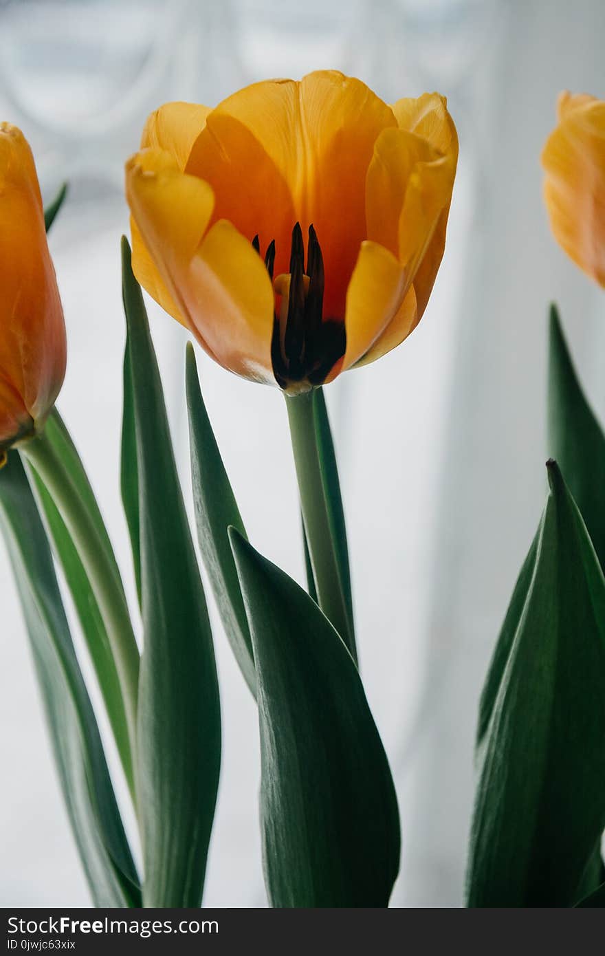 Yellow Tulip Closeup Photo