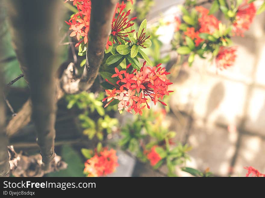 Red Cluster Flowers