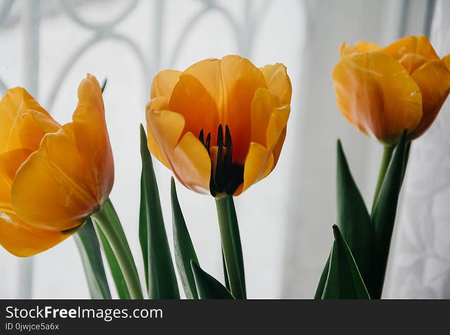 Yellow Flowers