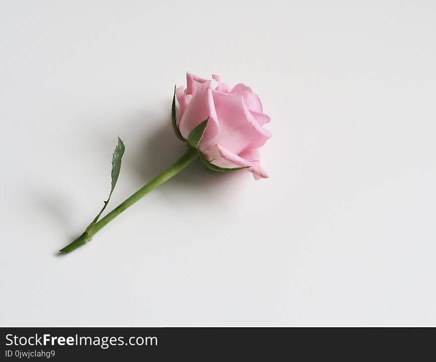 Photo of Pink Rose on White Surface