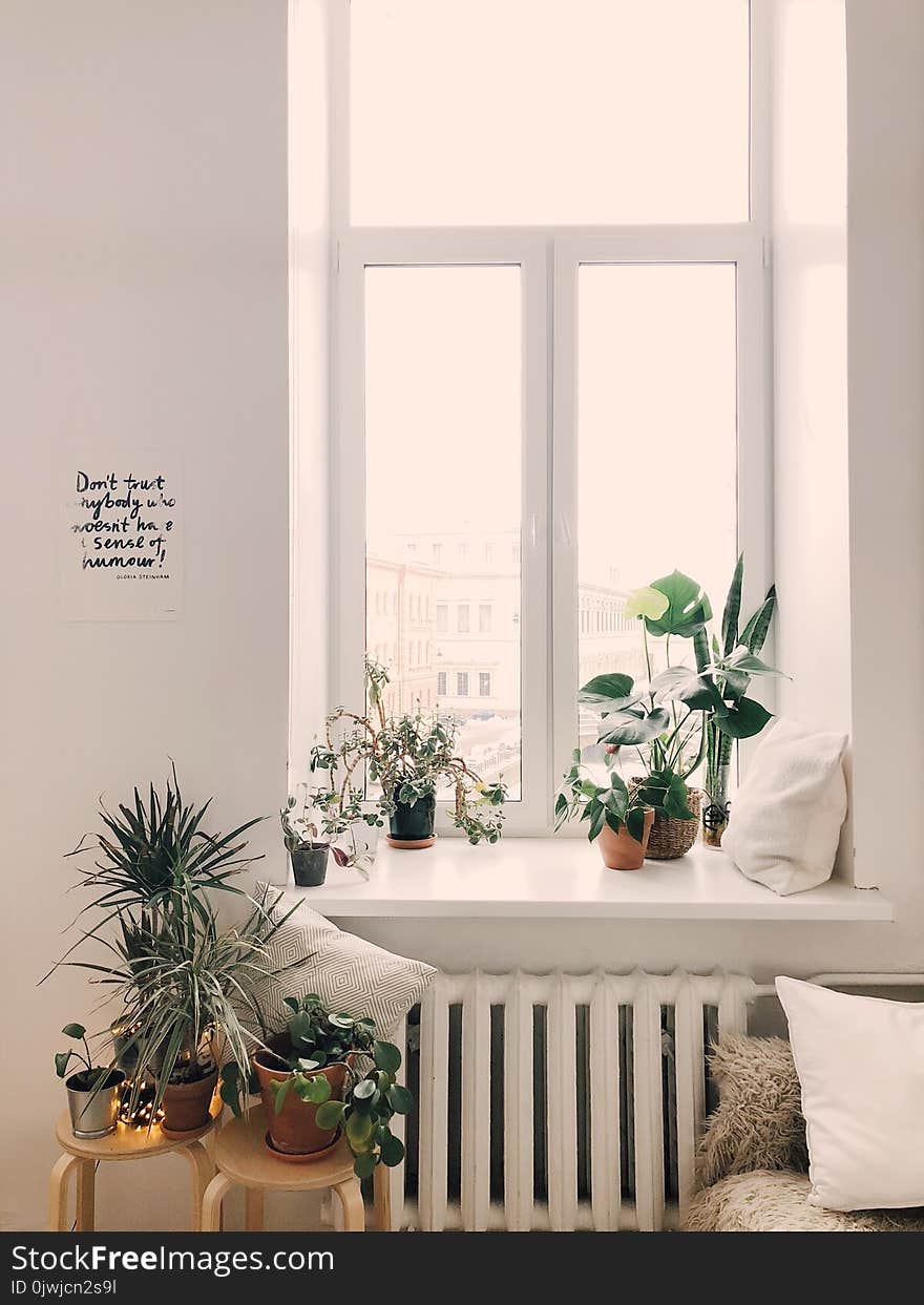 Photo of Green Leaf Potted Plants on Window and Stand