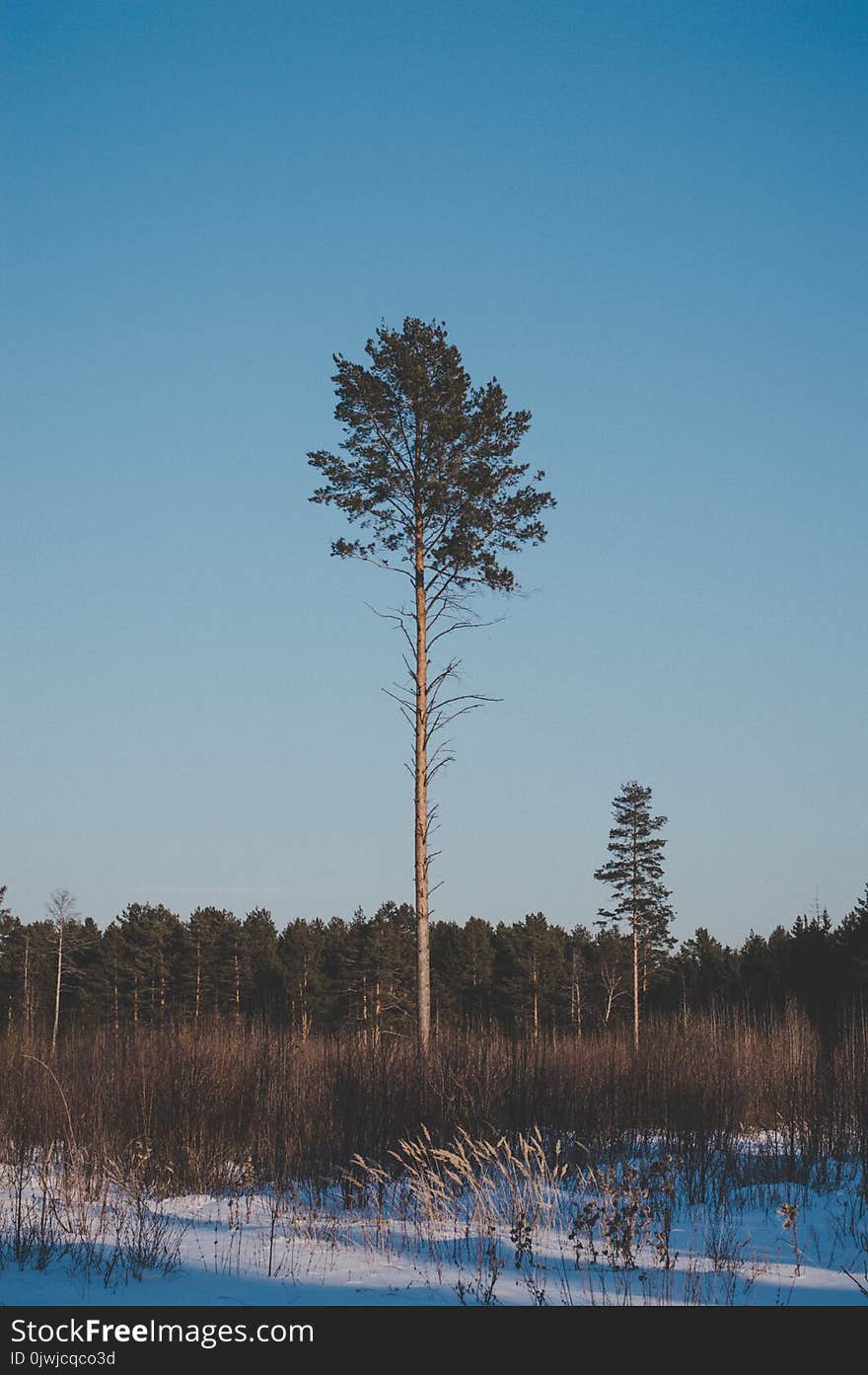 Landscape Photography of Green Leaf Tree