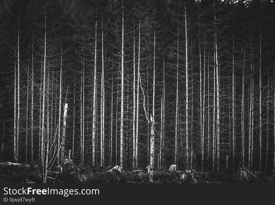 Greyscale Photography of Bare Trees