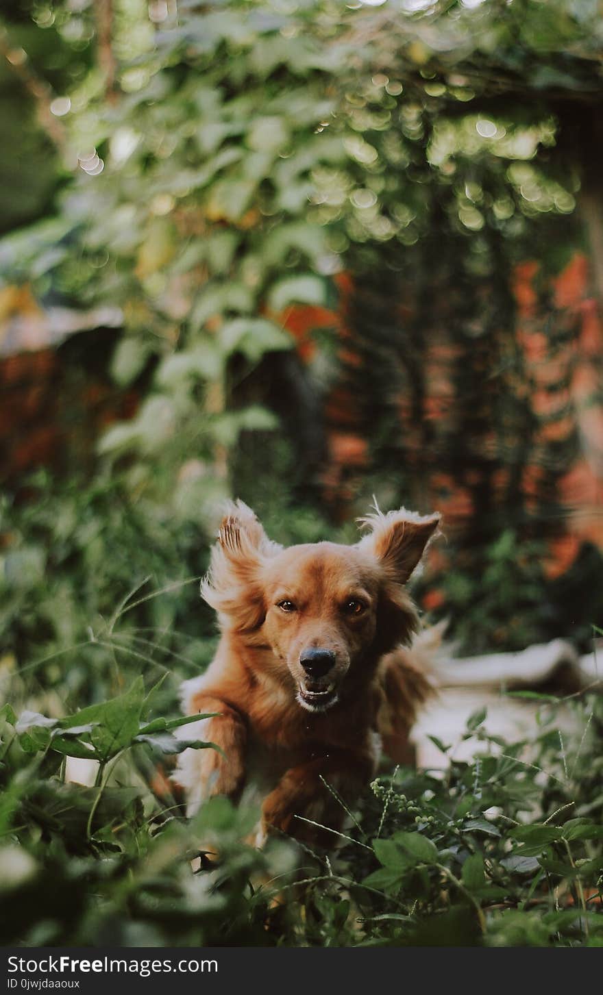 Medium-coated Tan Dog Running on Green Plants Photography