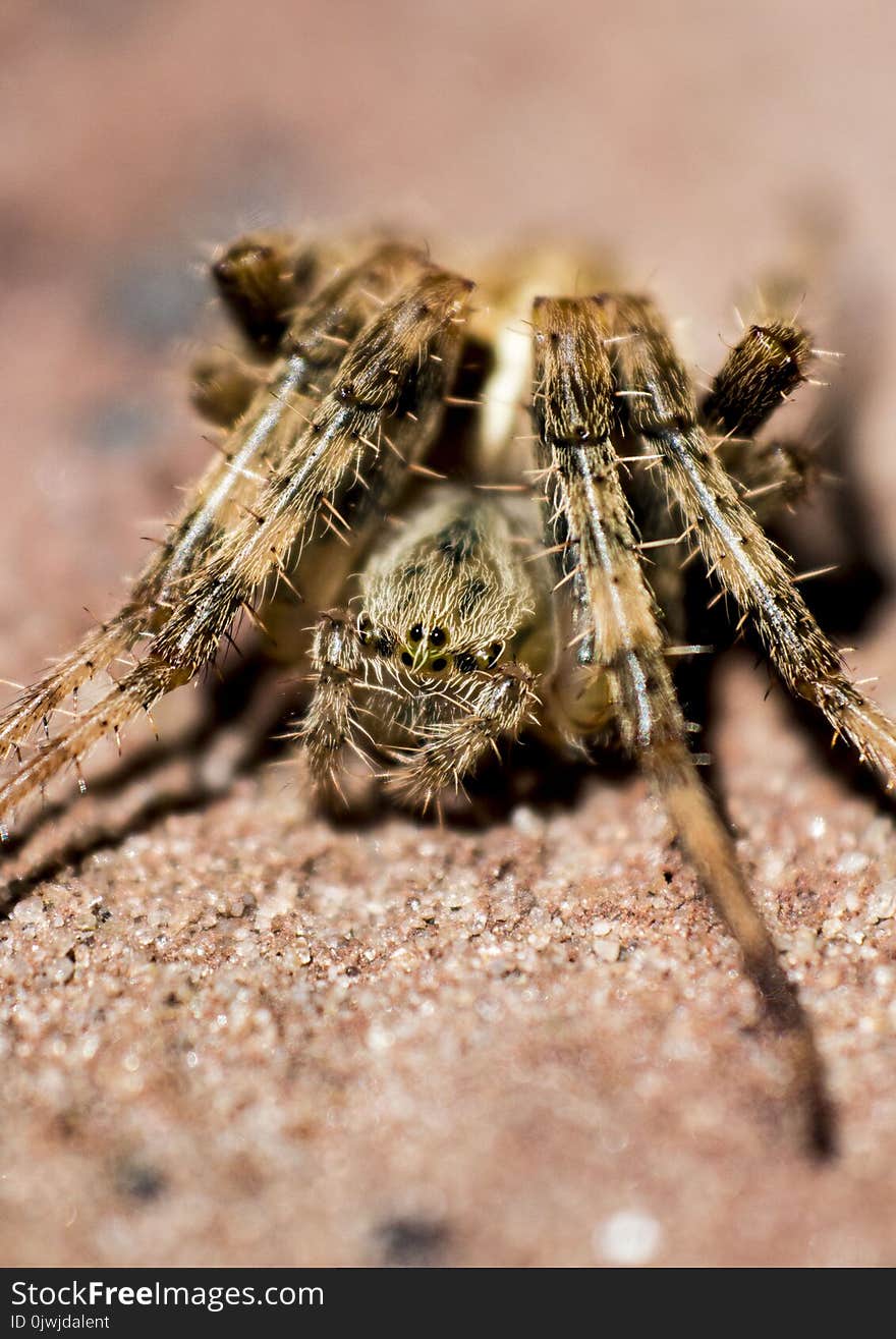 Macro Photography of Brown Barn Spider