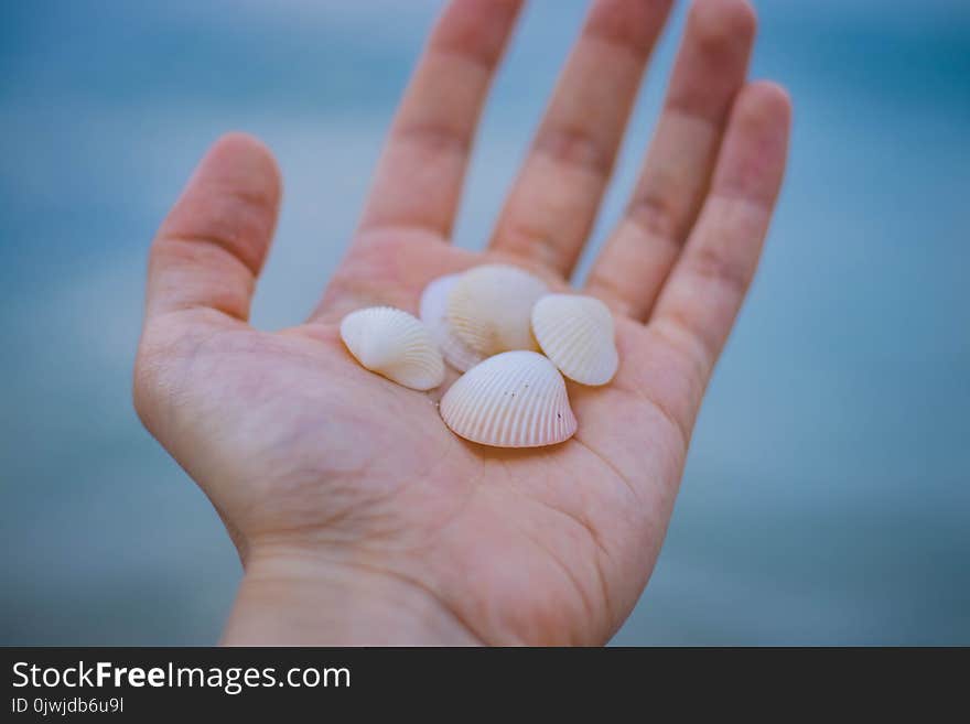 Sea Shells in Person&#x27;s Hand