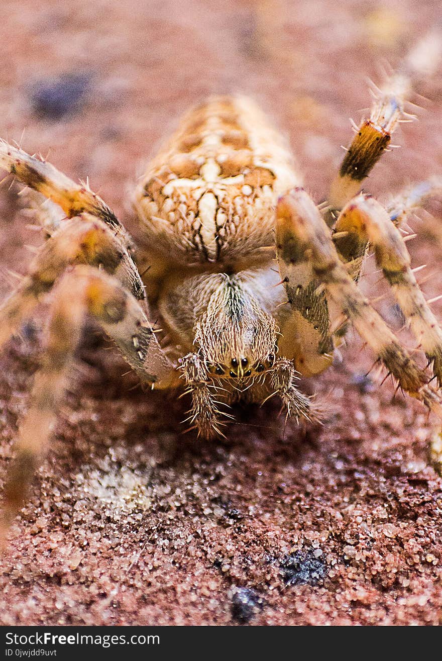 Macro Photography of Brown Barn Spider