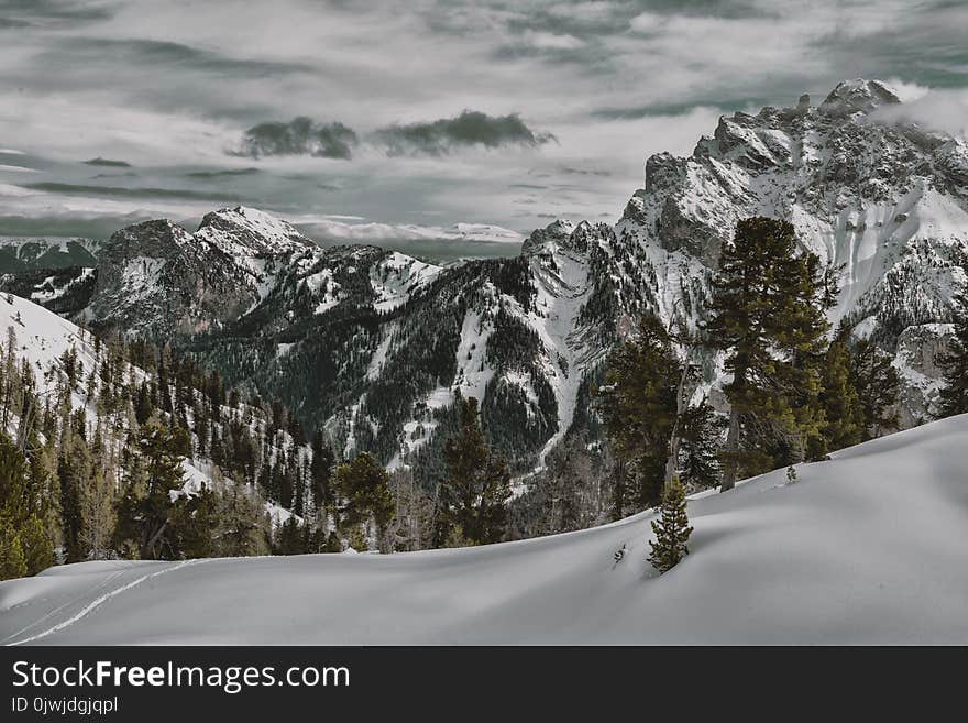 Green Leaf Tree on Mountain of Snow