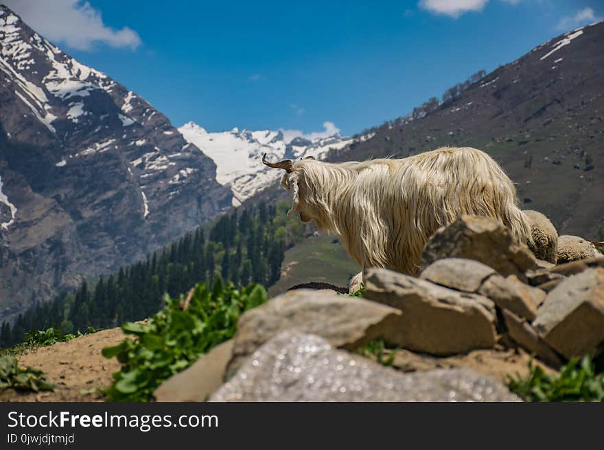 White Animal on Cliff at Daytime