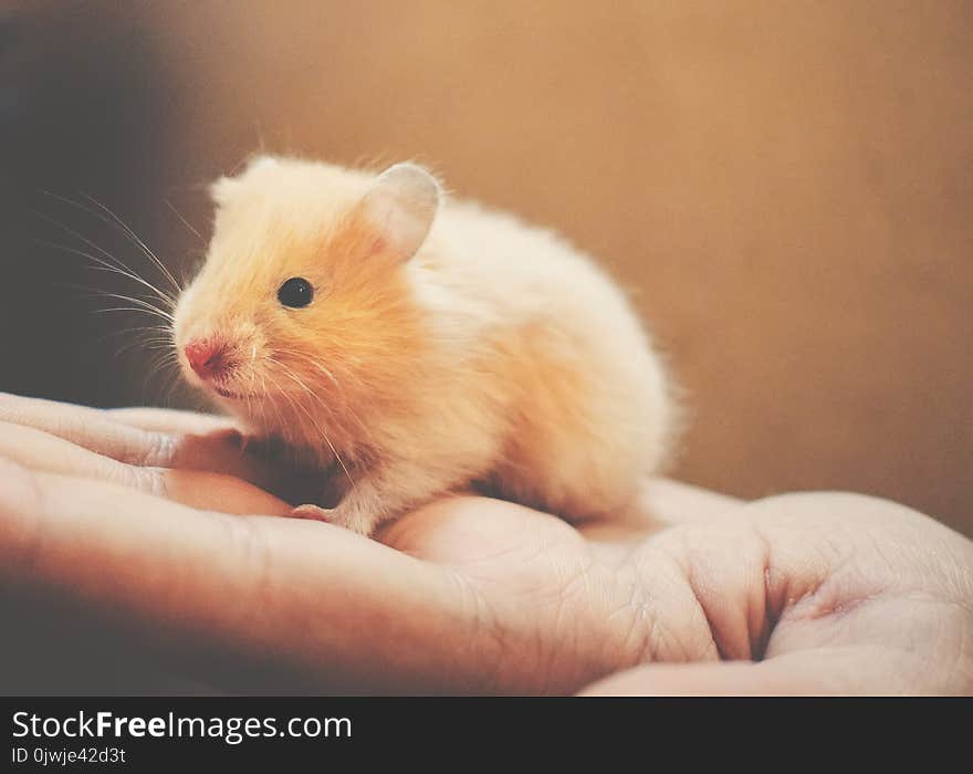 Shallow Focus Photography of White Rodent