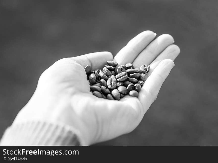 Woman Holds Coffee Beans