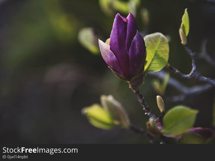 Purple Flower