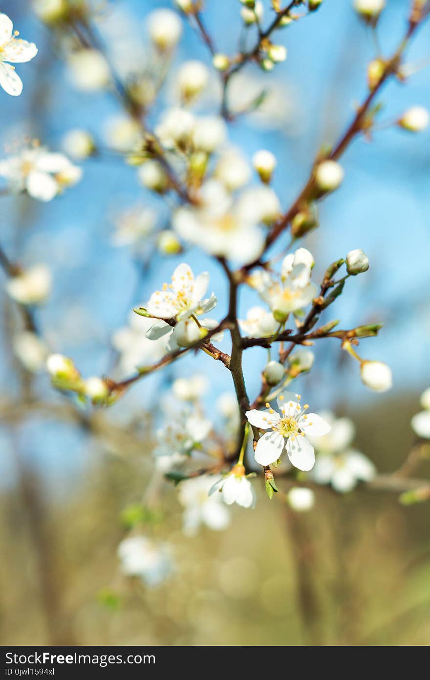 Closeup Photography Blooming Petaled Flower