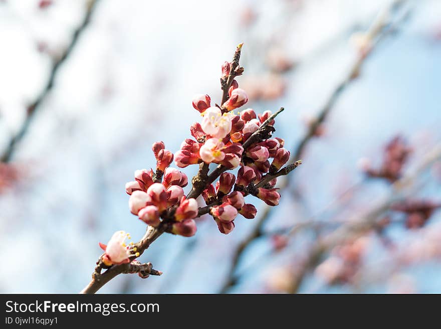 Selective Focus Photography of Red and Beige Flowers