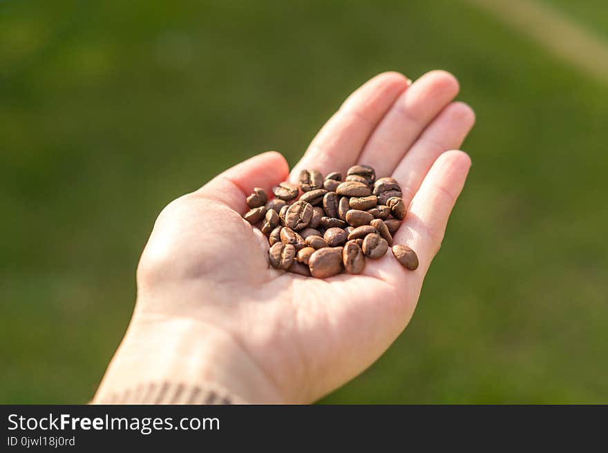 Person Holding Coffee Beans