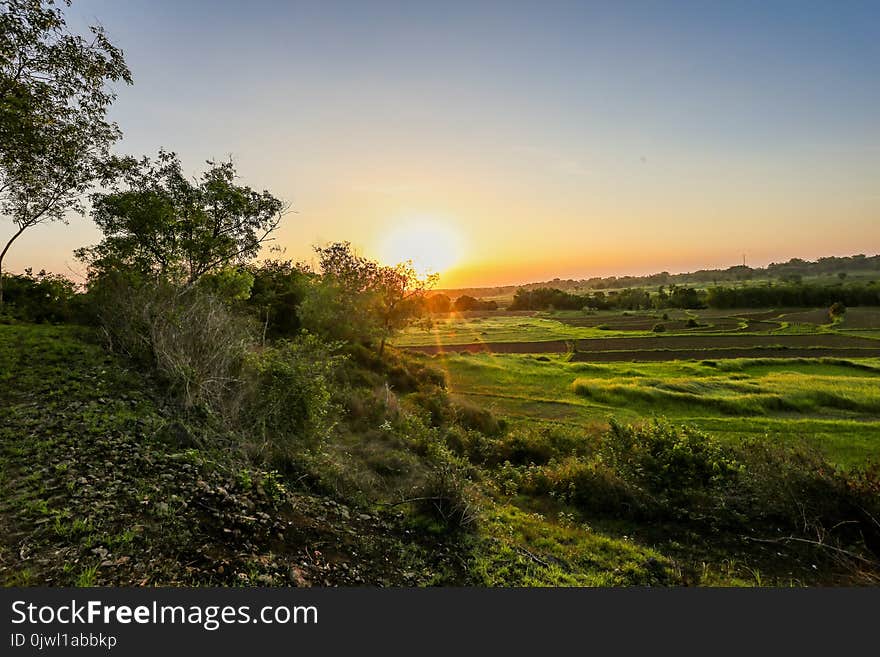 Green Grass and Trees at Golden Hour